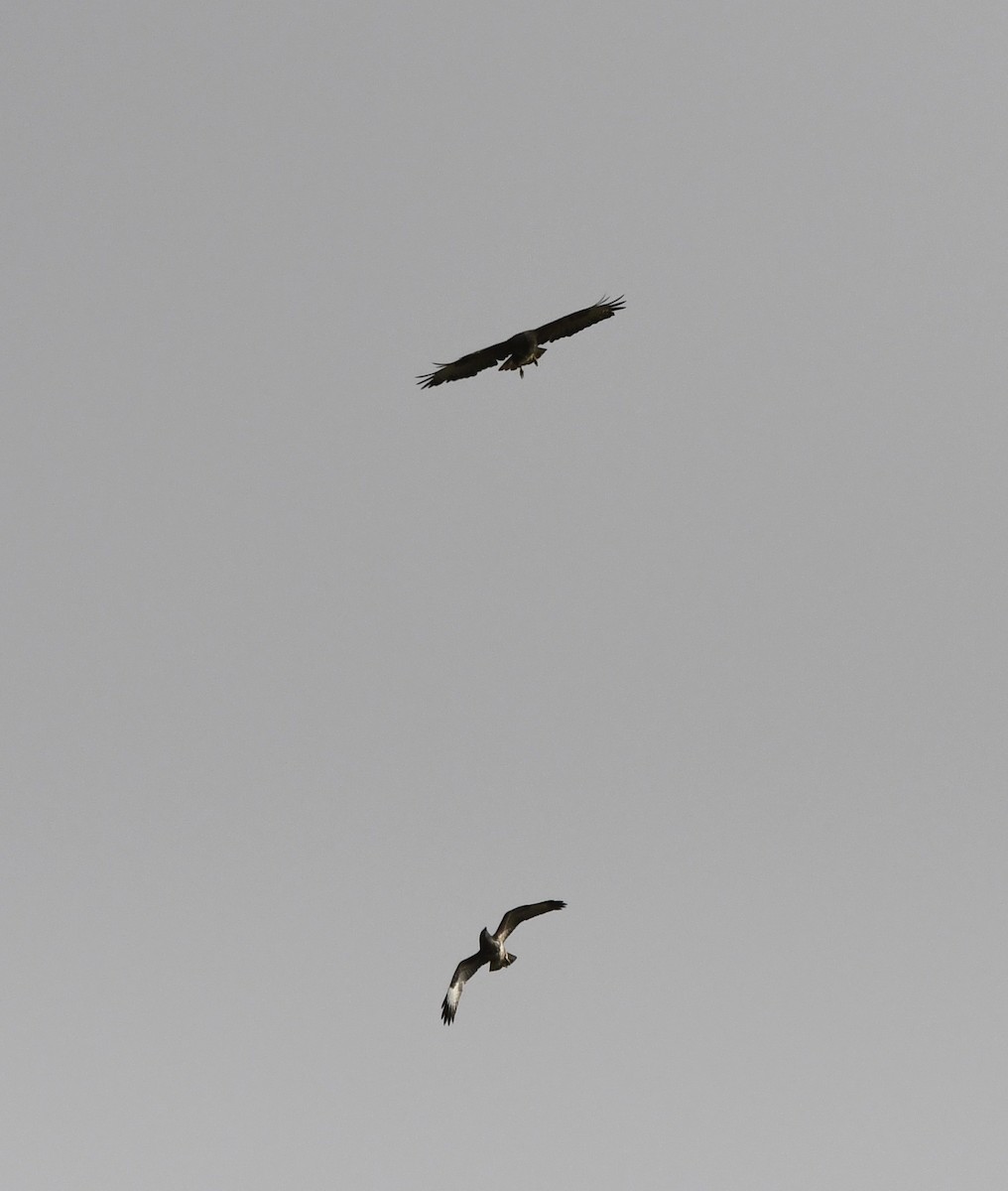 Common Buzzard (Western) - ML646407226