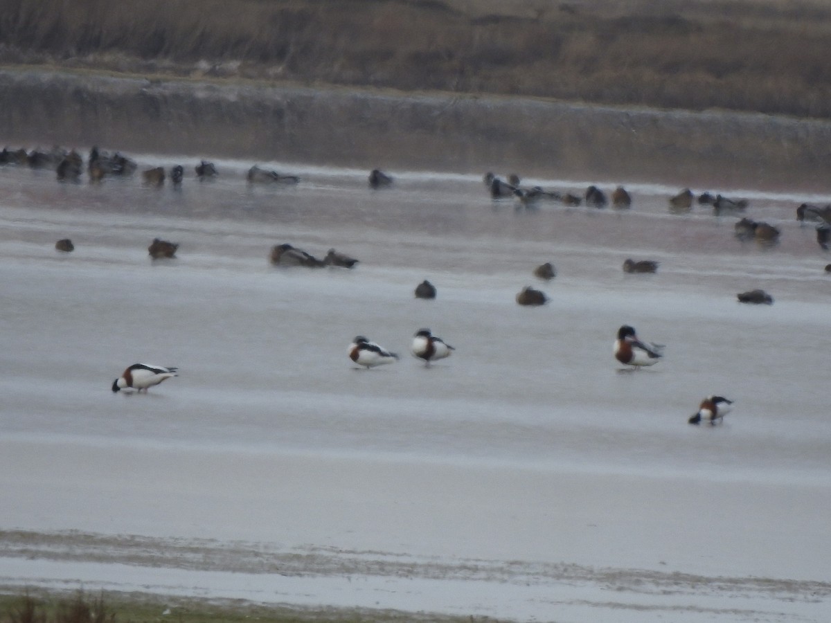 Common Shelduck - ML646407227