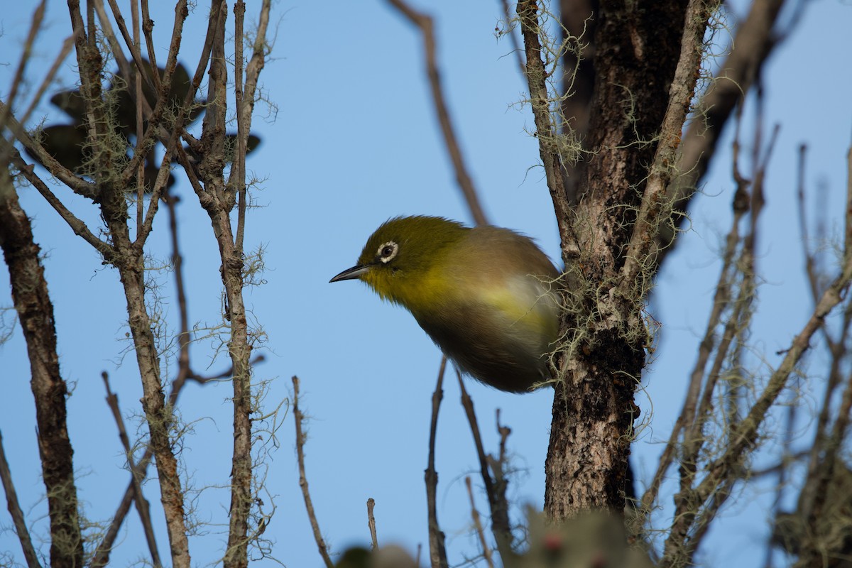 メジロ - ML646407228