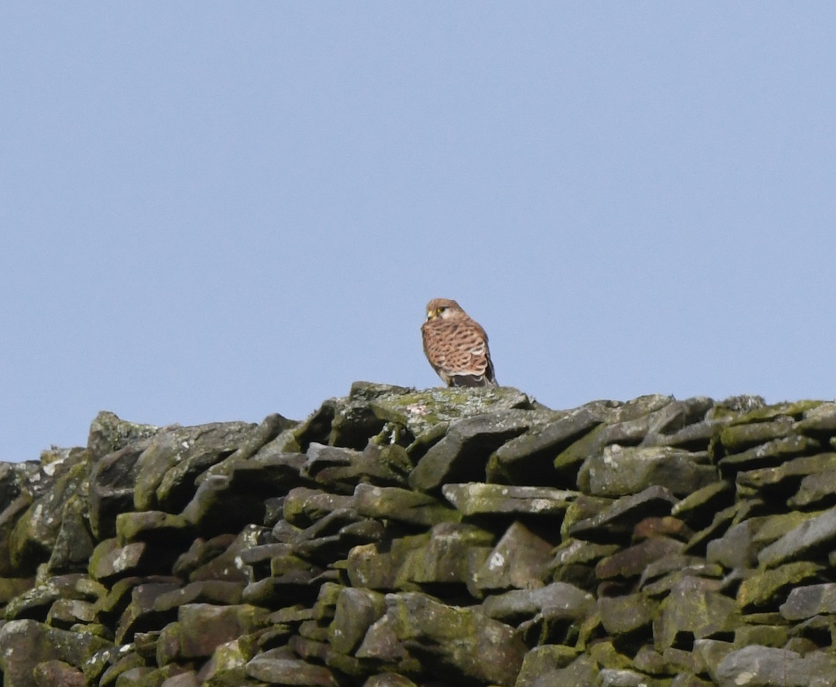 Eurasian Kestrel (Eurasian) - ML646407229