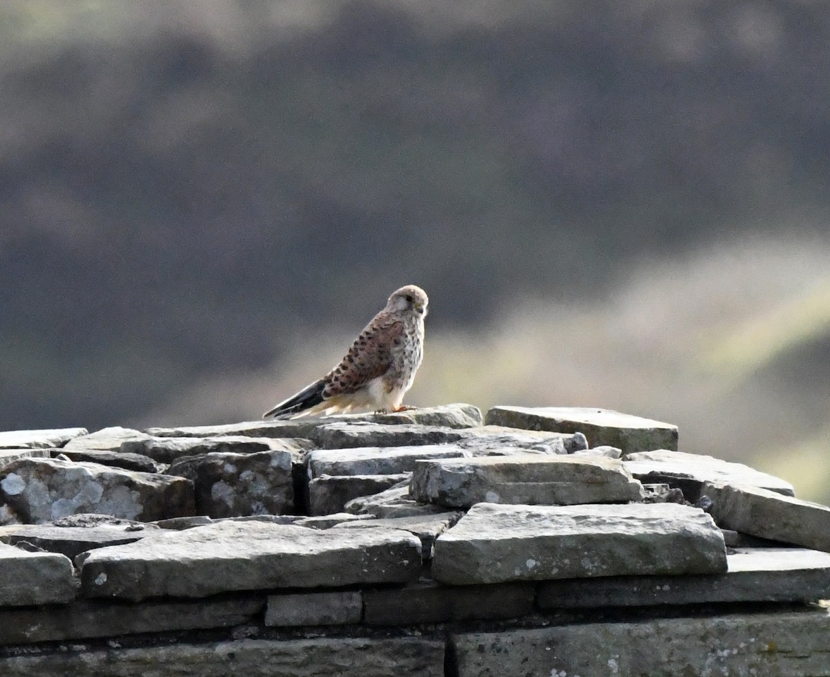 Eurasian Kestrel (Eurasian) - ML646407230