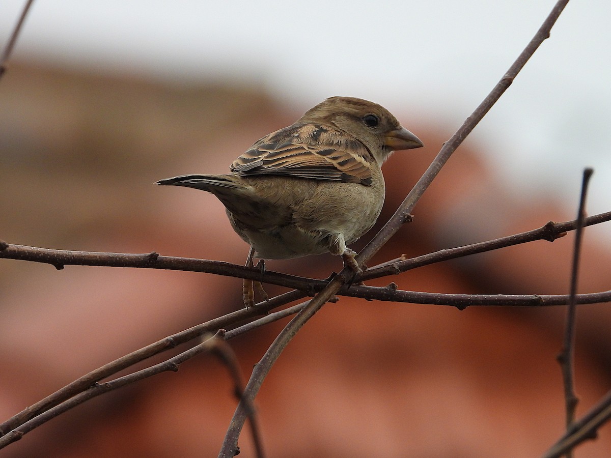 House Sparrow - ML646407242