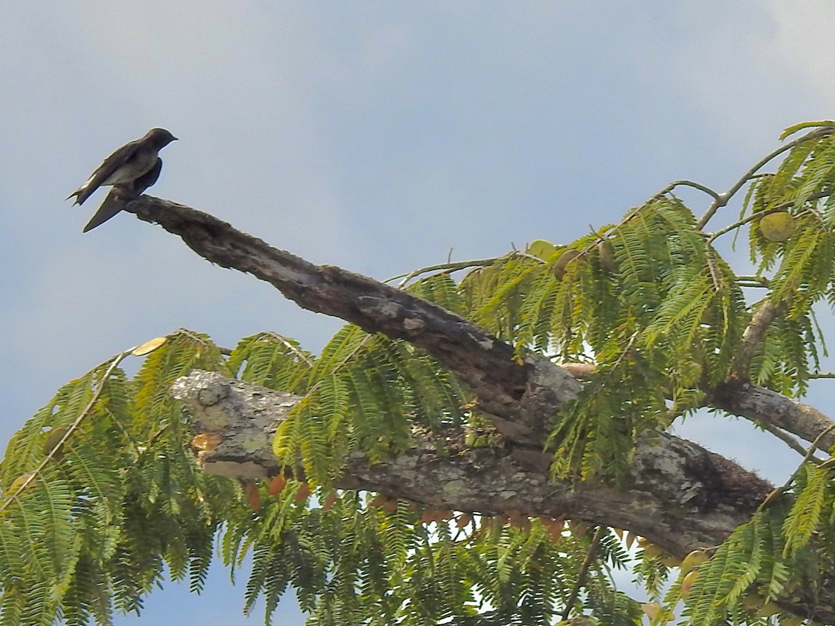 Gray-breasted Martin - ML646407246