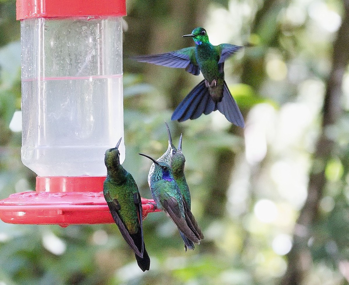 Green-crowned Brilliant - ML646407247