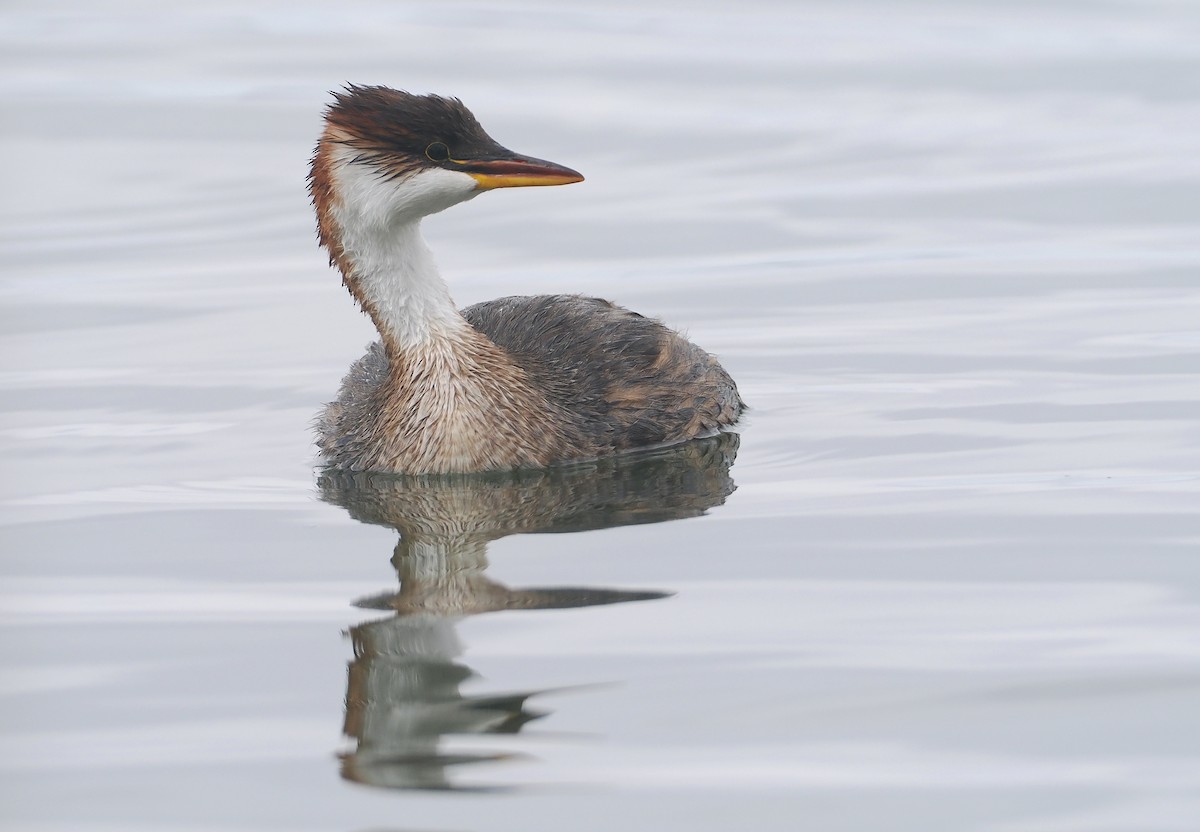 Titikaka Batağanı - ML646407248