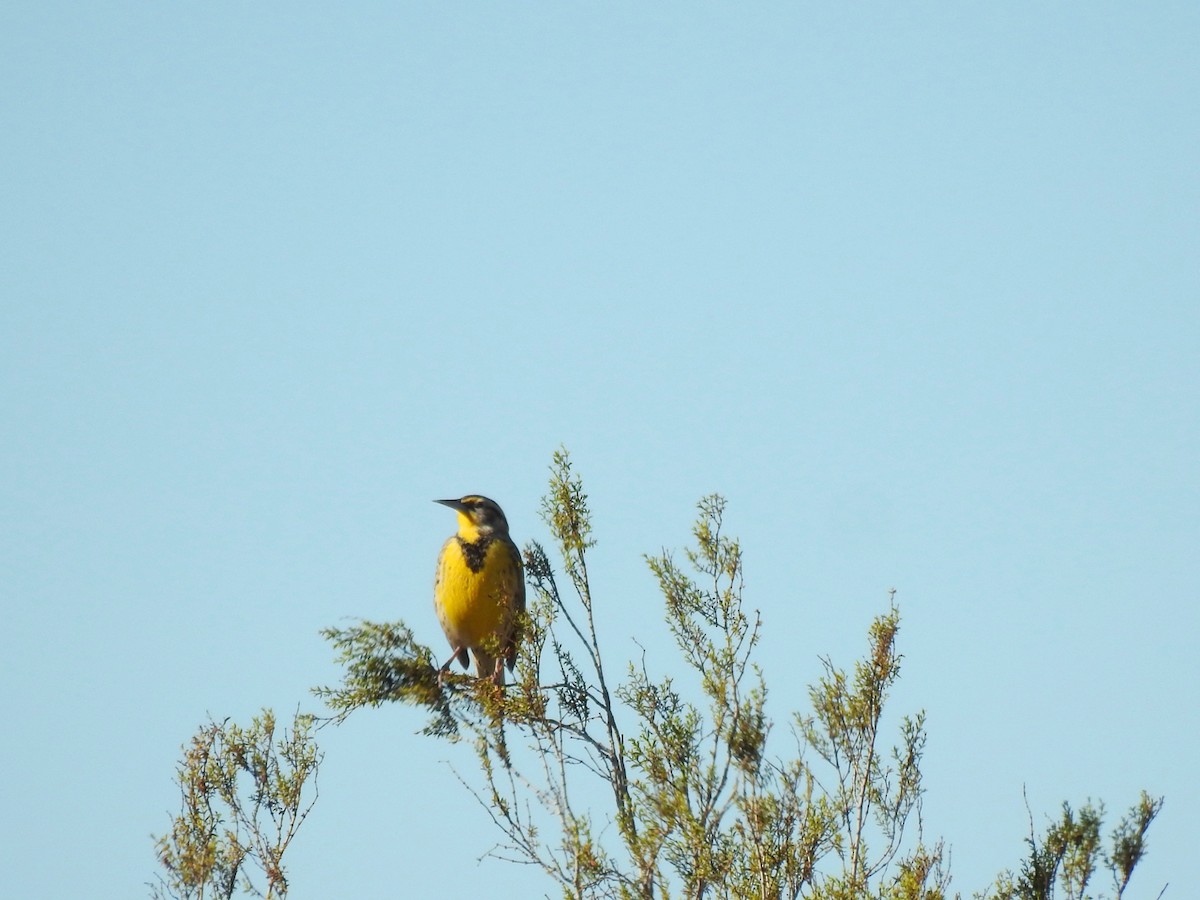 Western Meadowlark - ML646407249