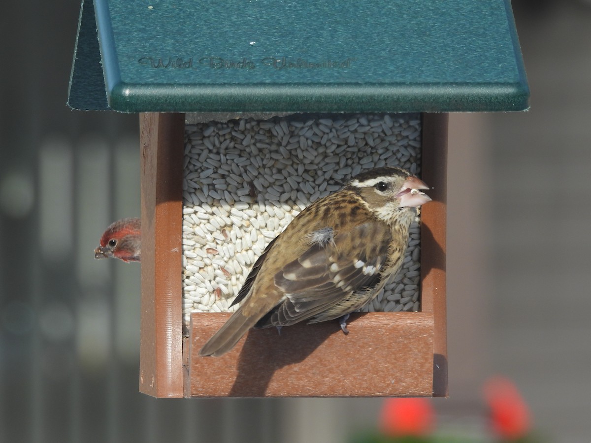 Rose-breasted Grosbeak - ML646407250