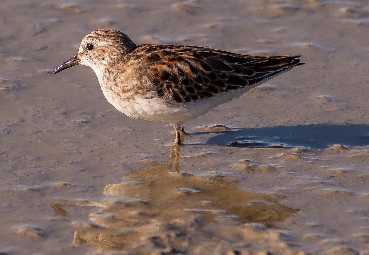 Cüce Kumkuşu - ML646407251