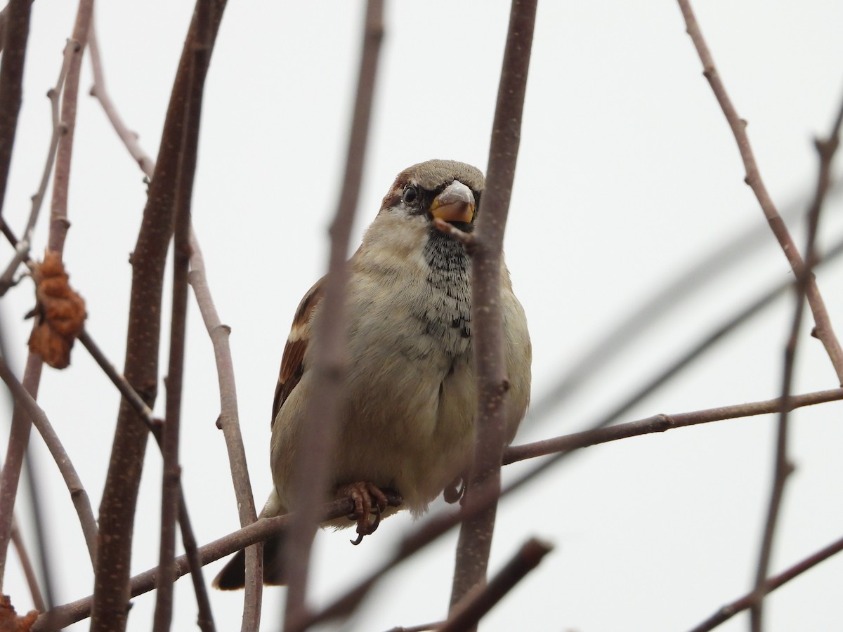 House Sparrow - ML646407252