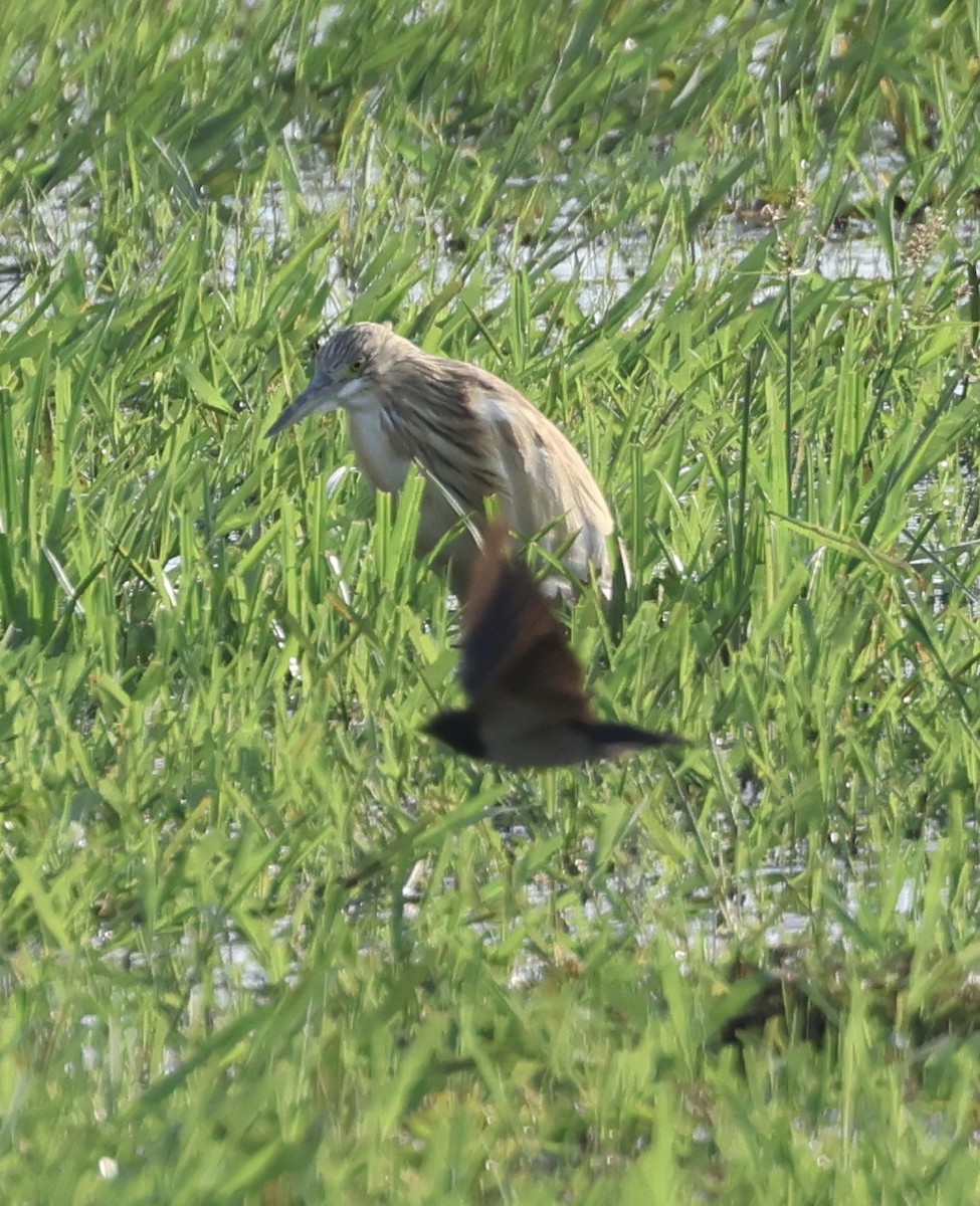 Squacco Heron - ML646407253
