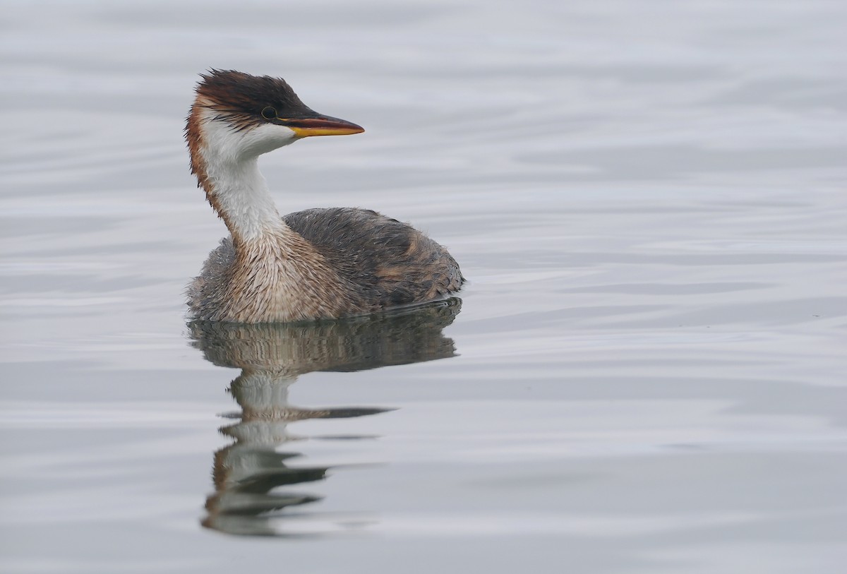 Titikaka Batağanı - ML646407254