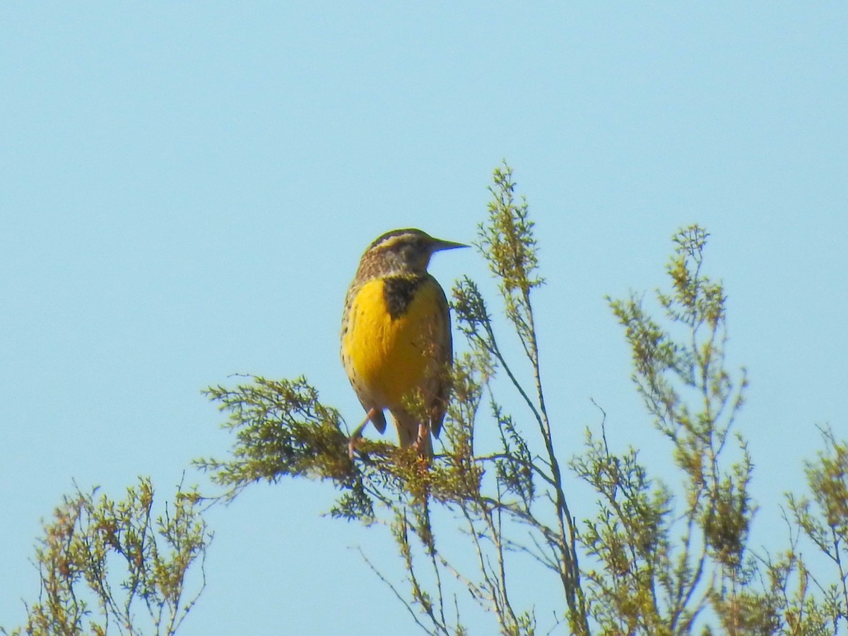 Western Meadowlark - ML646407257