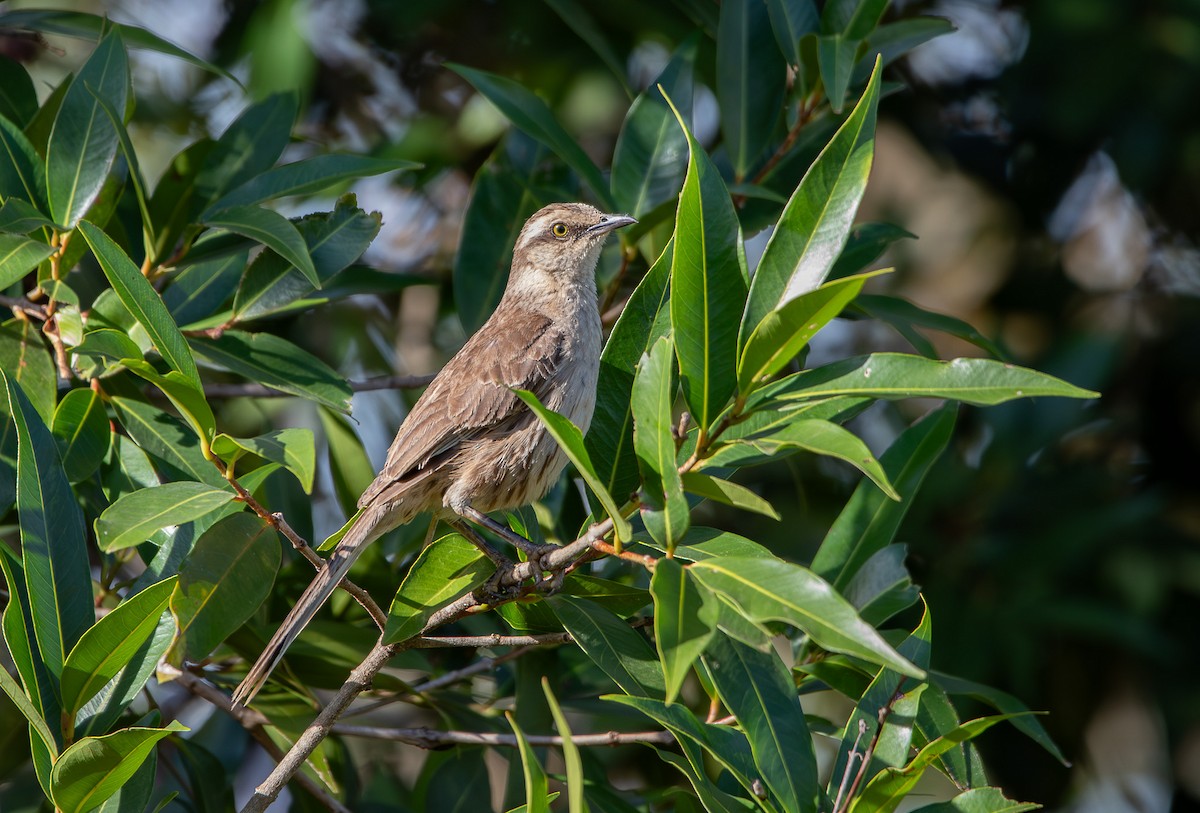 Chalk-browed Mockingbird - ML646407258
