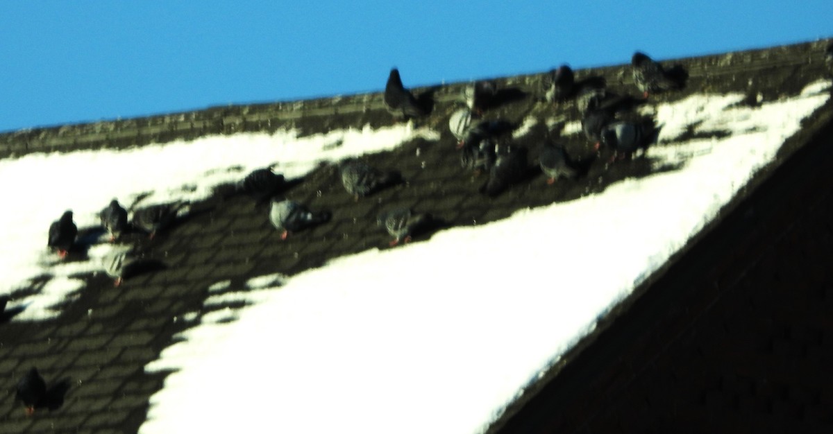 Rock Pigeon (Feral Pigeon) - ML646407260