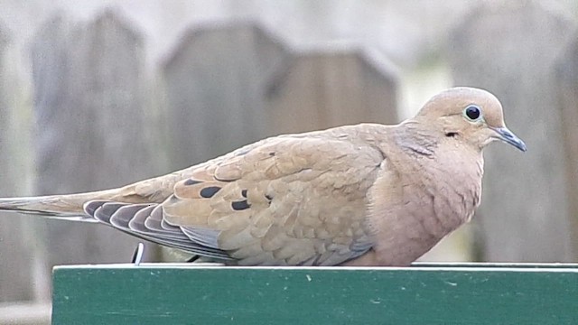 hrdlička karolínská - ML646407276