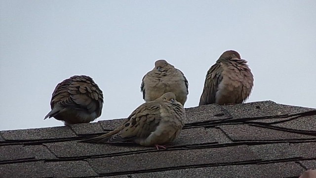 hrdlička karolínská - ML646407277