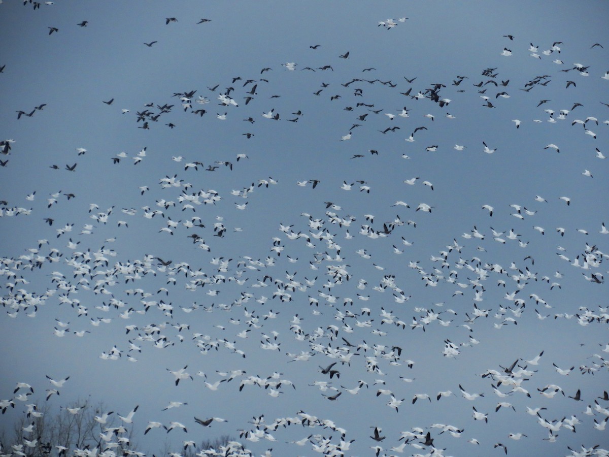 Snow Goose - ML646407279