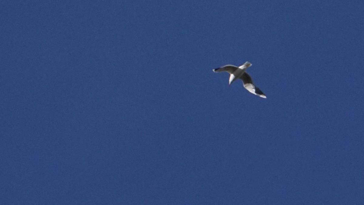 Black-headed Gull - ML646407280