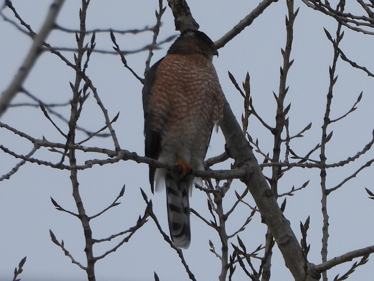 Cooper's Hawk - ML646407283