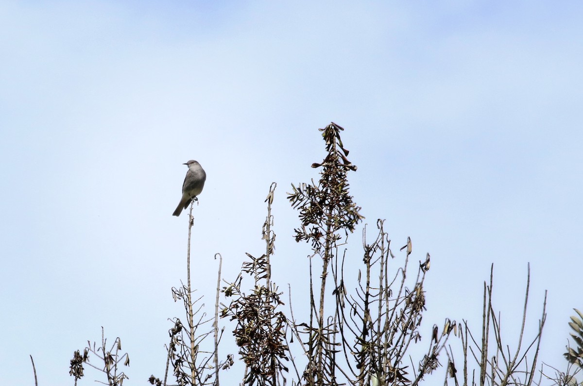Rufous-webbed Bush-Tyrant - ML646407286