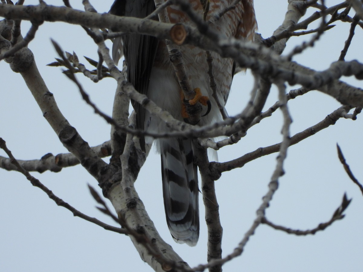 Cooper's Hawk - ML646407287