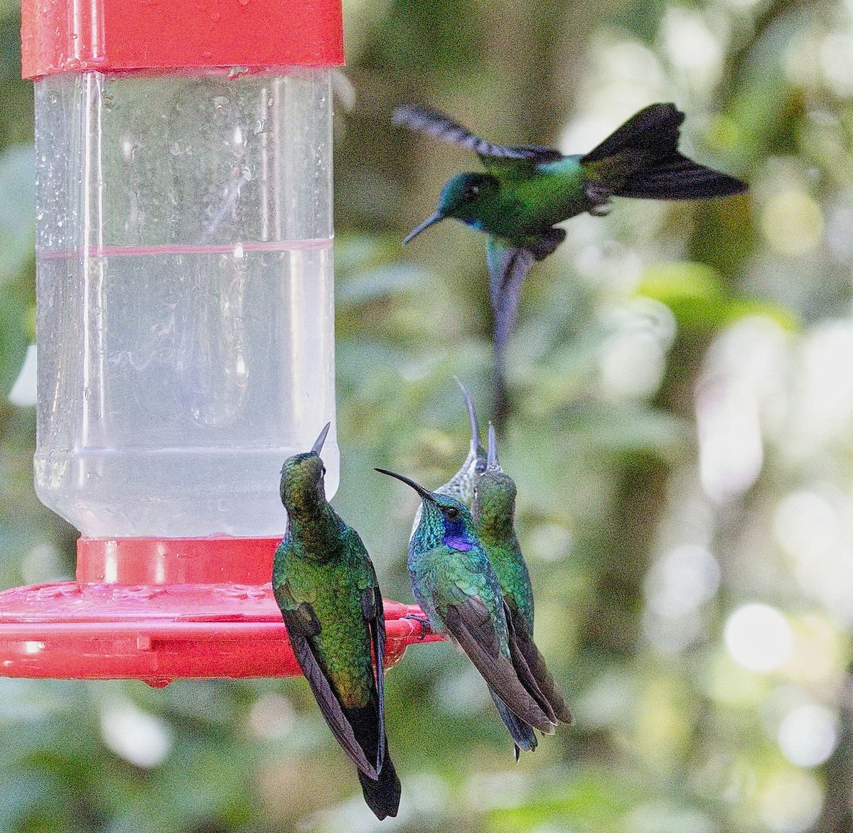 Green-crowned Brilliant - ML646407288