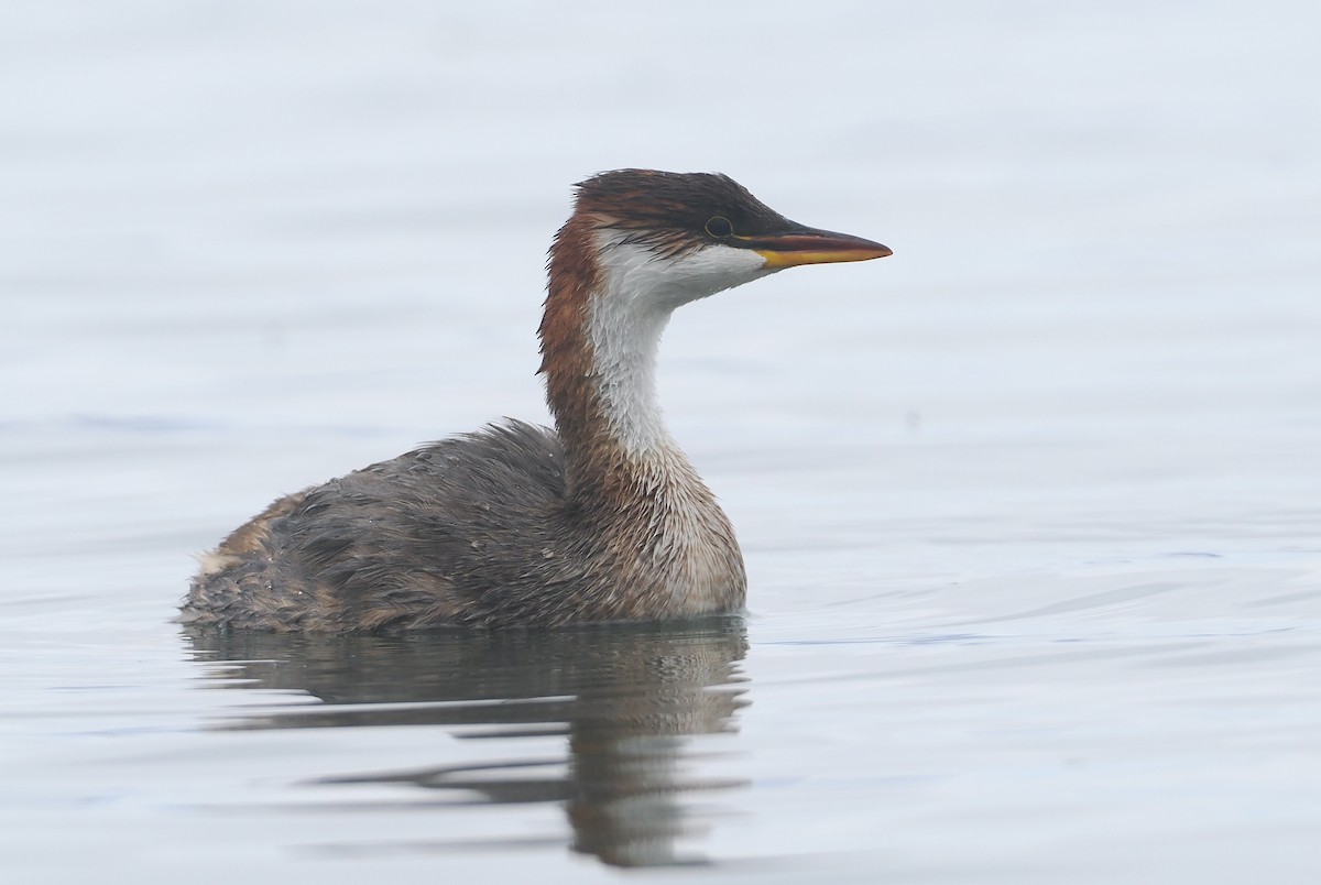 Titikaka Batağanı - ML646407292