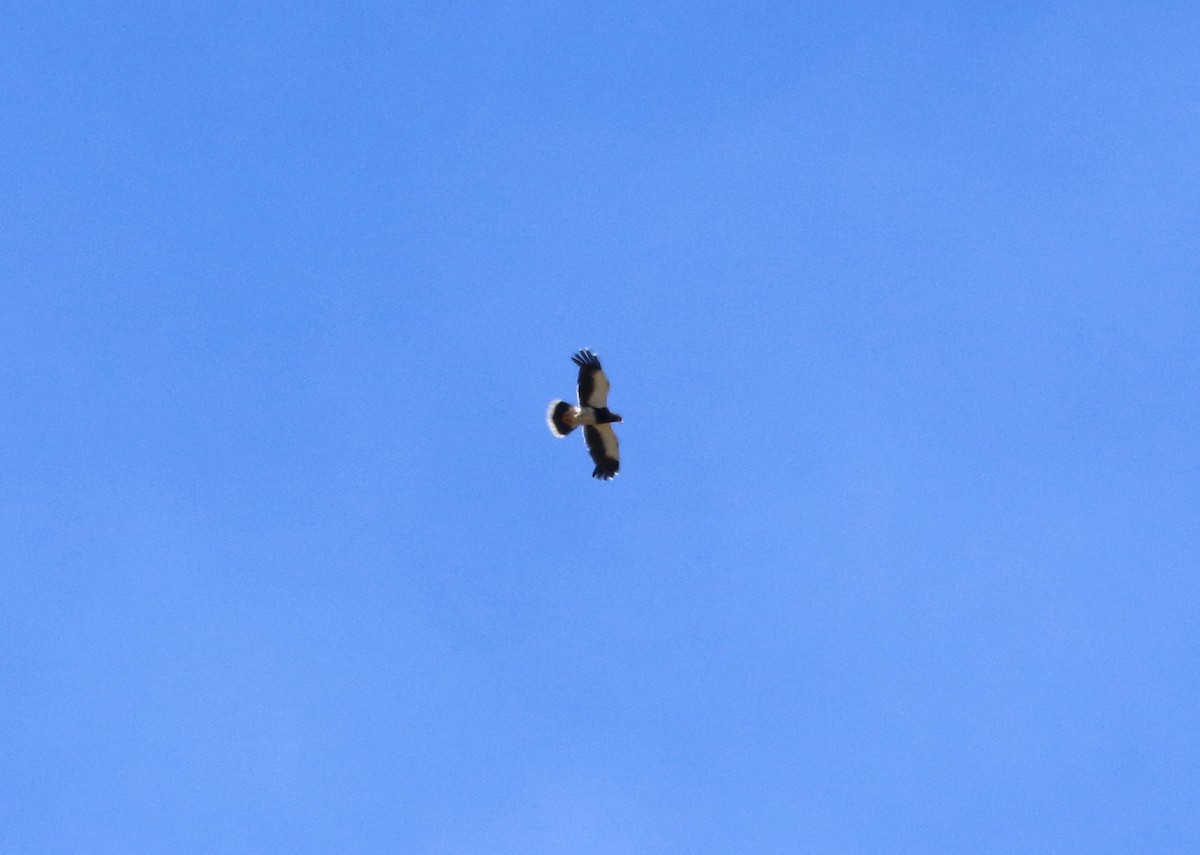 Mountain Caracara - ML646407294