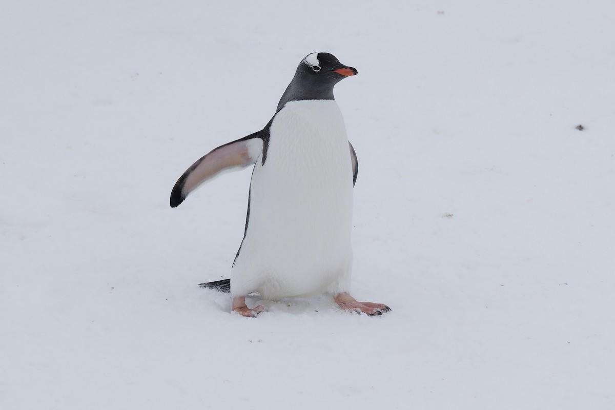Gentoo Penguin - ML646407295