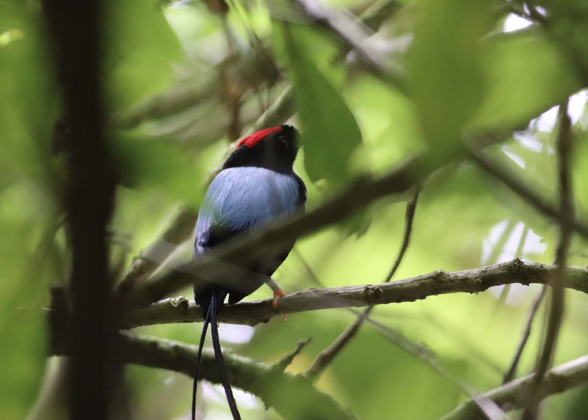 Long-tailed Manakin - ML646407298