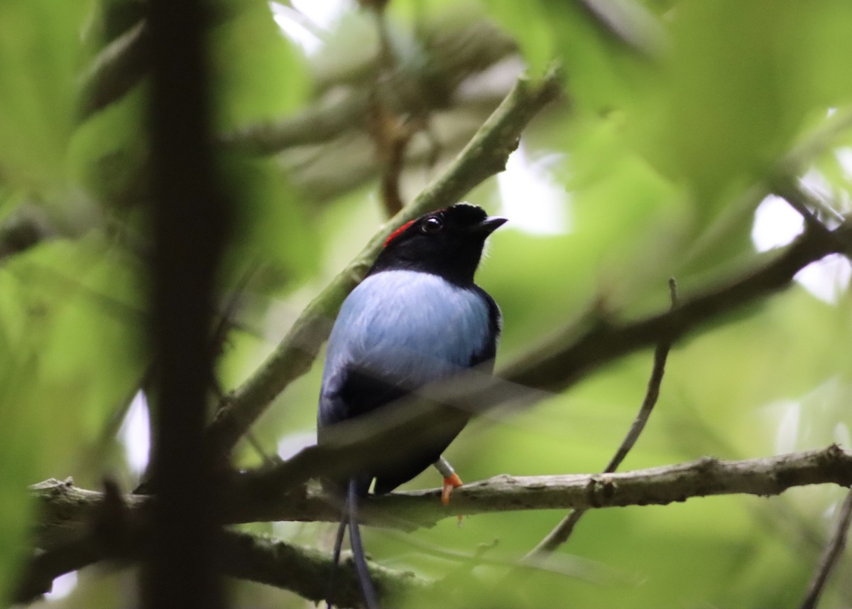 Long-tailed Manakin - ML646407299