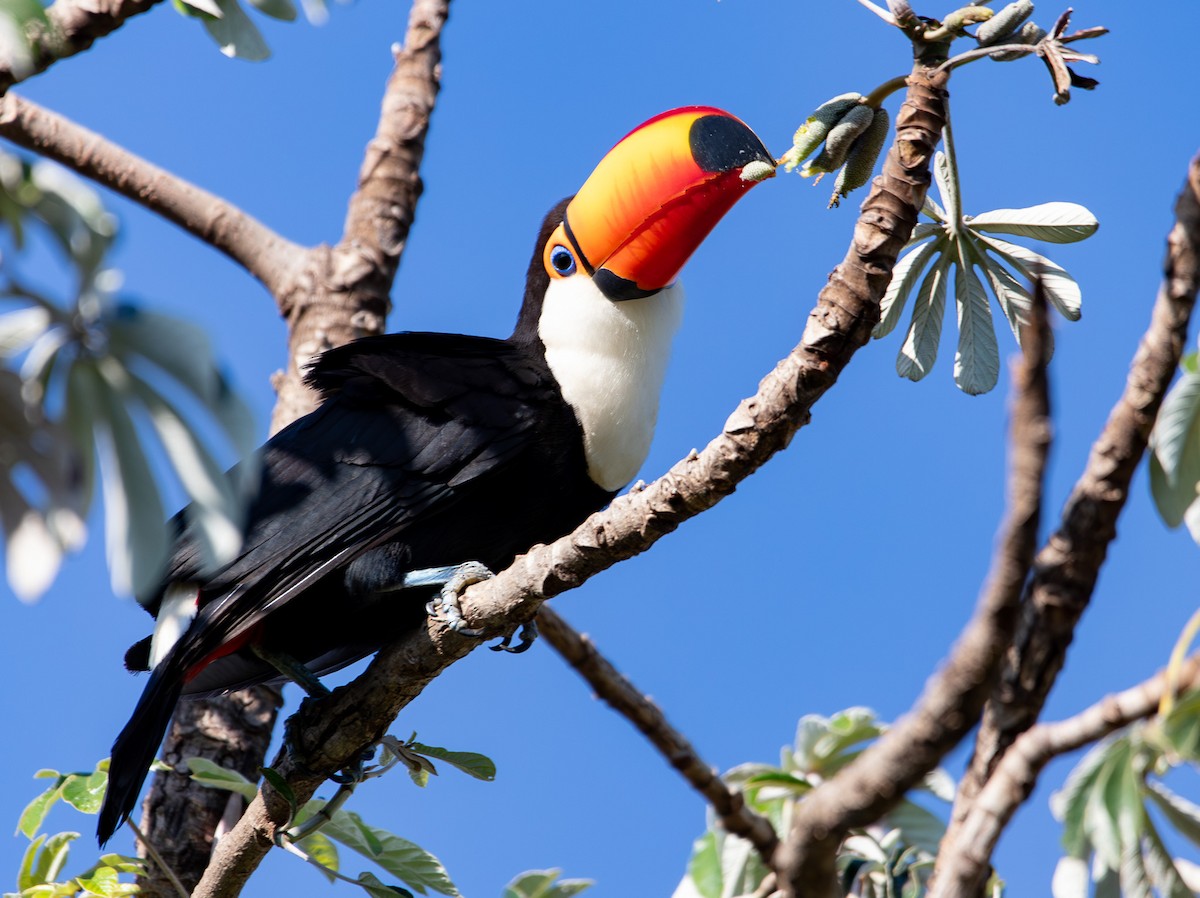 Toco Toucan - ML646407300