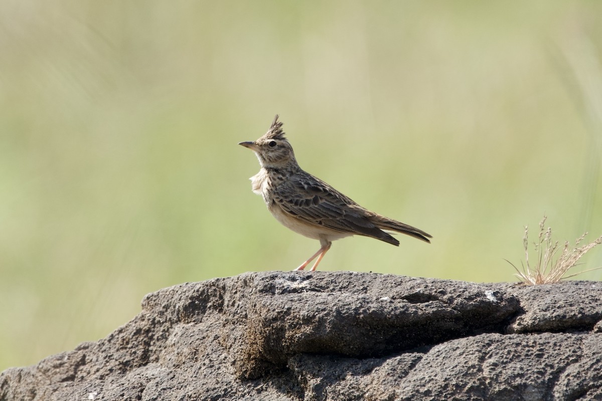 Malabar Lark - ML646407306