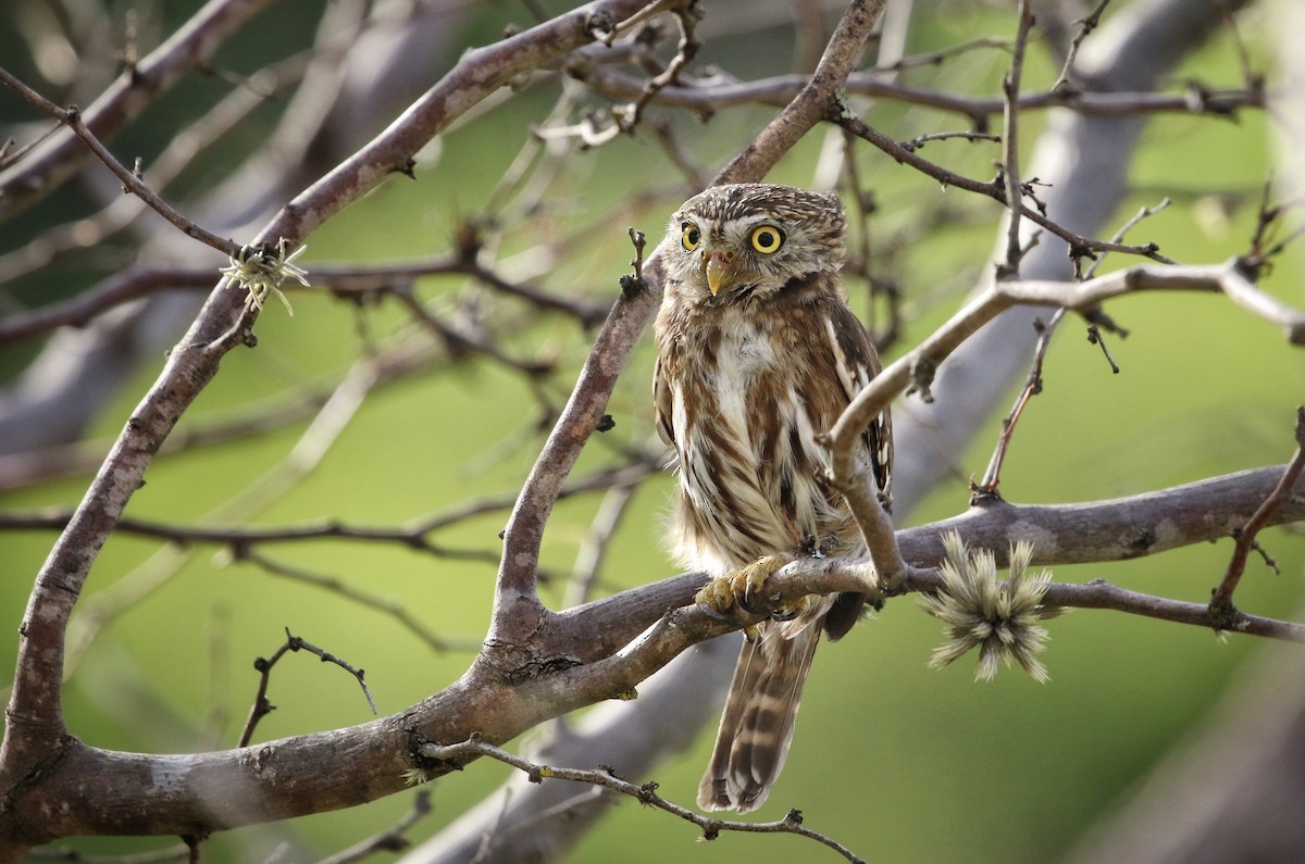 Peruvian Pygmy-Owl - ML646407308