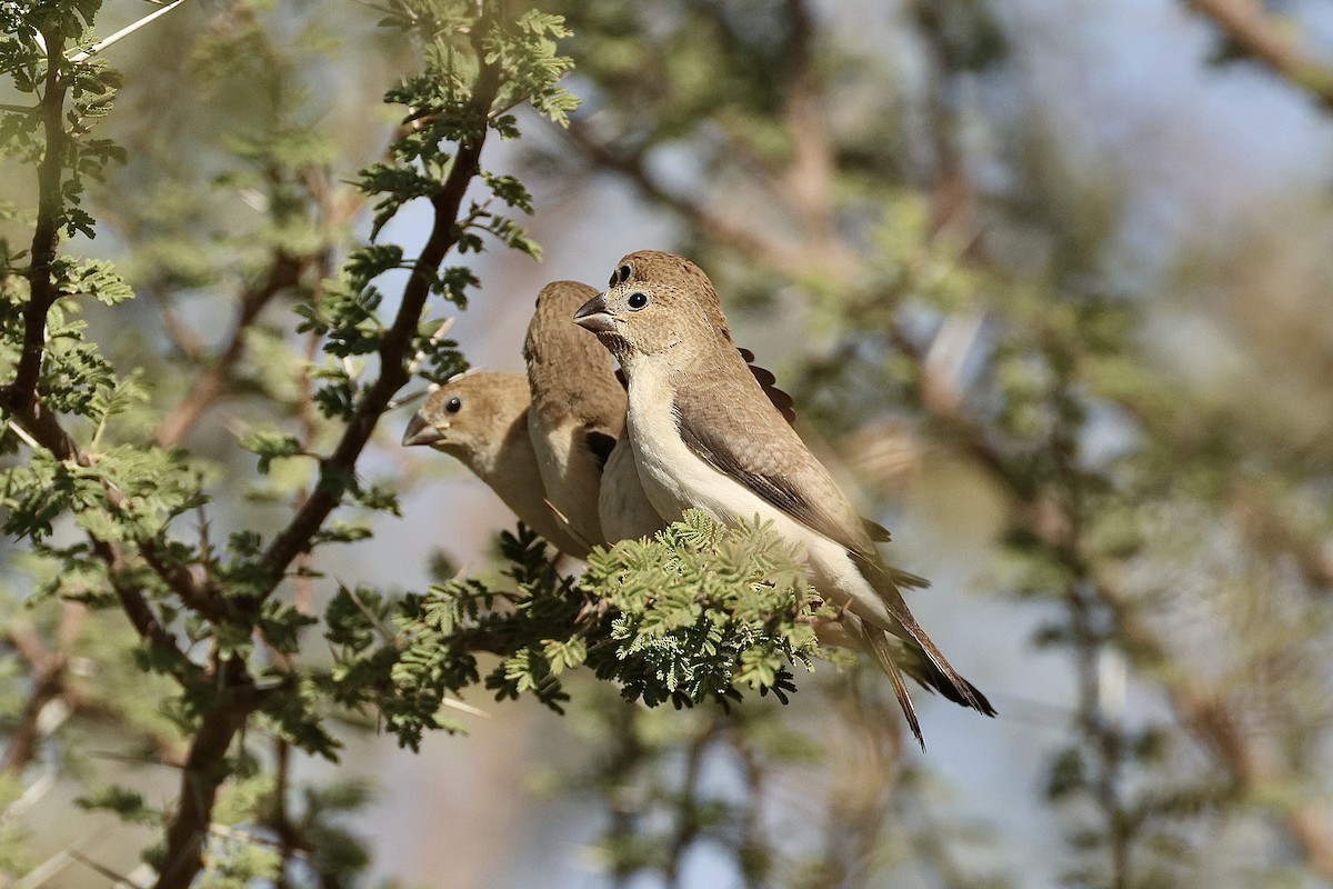 アフリカギンバシ - ML646407311