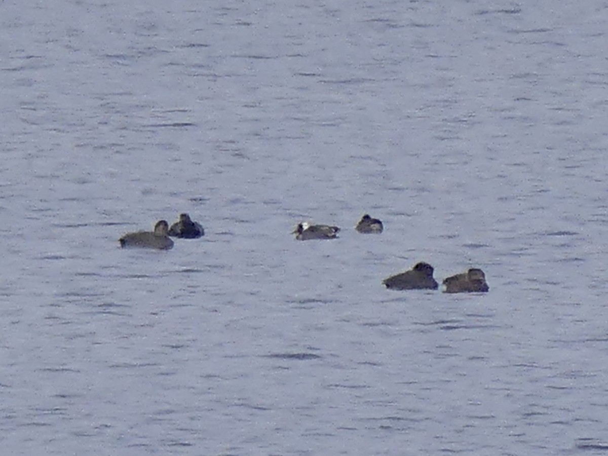 Green-winged Teal - ML646407312