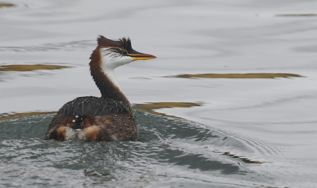 Titikaka Batağanı - ML646407315