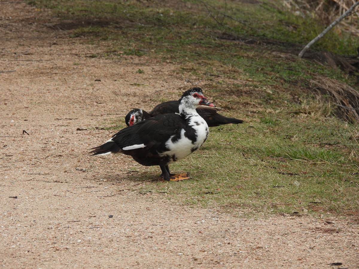 Muscovy Duck (Domestic type) - ML646407327