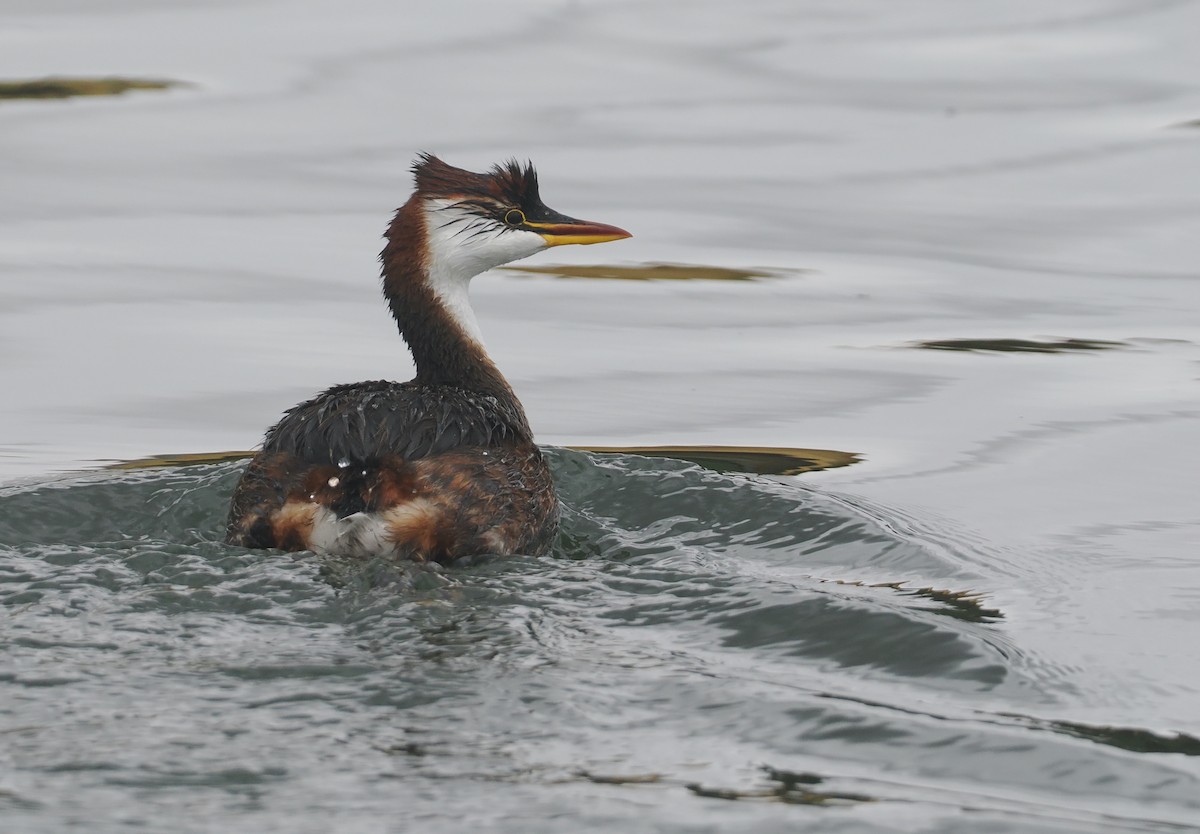 Titikaka Batağanı - ML646407328