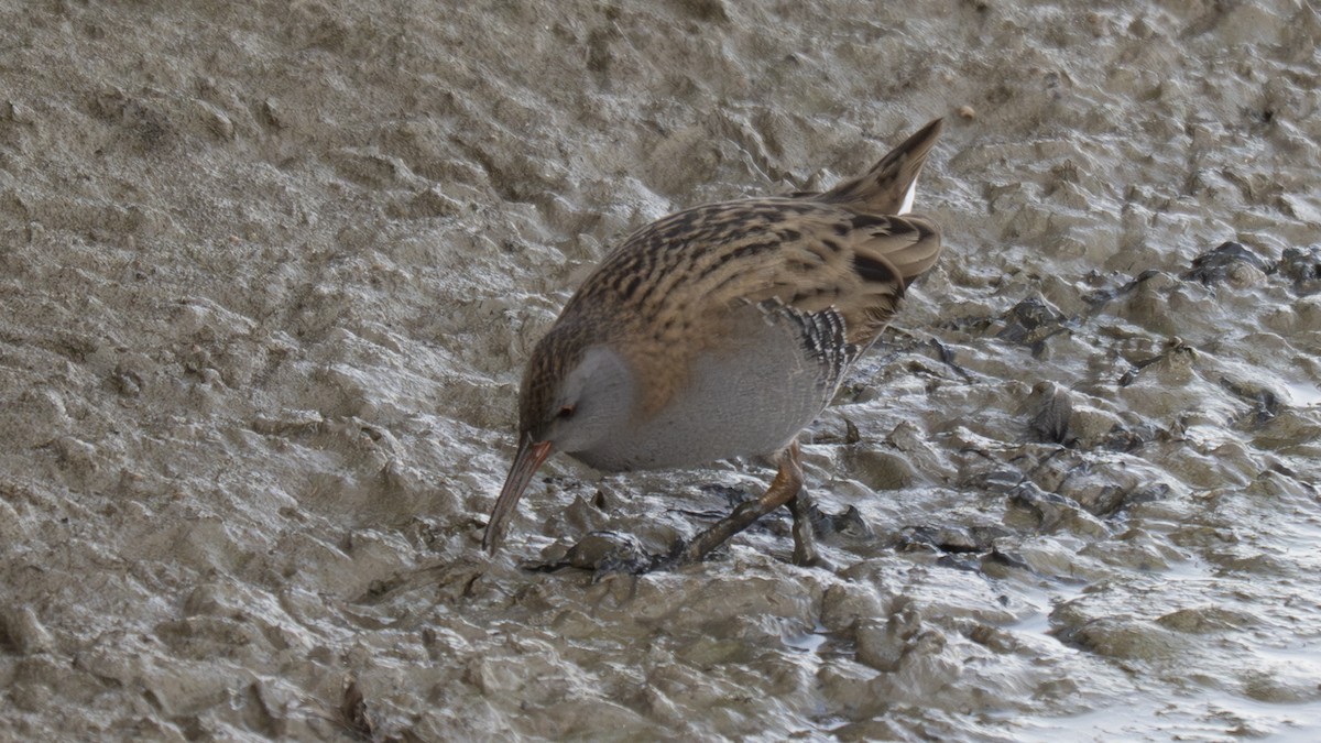 Water Rail - ML646407338