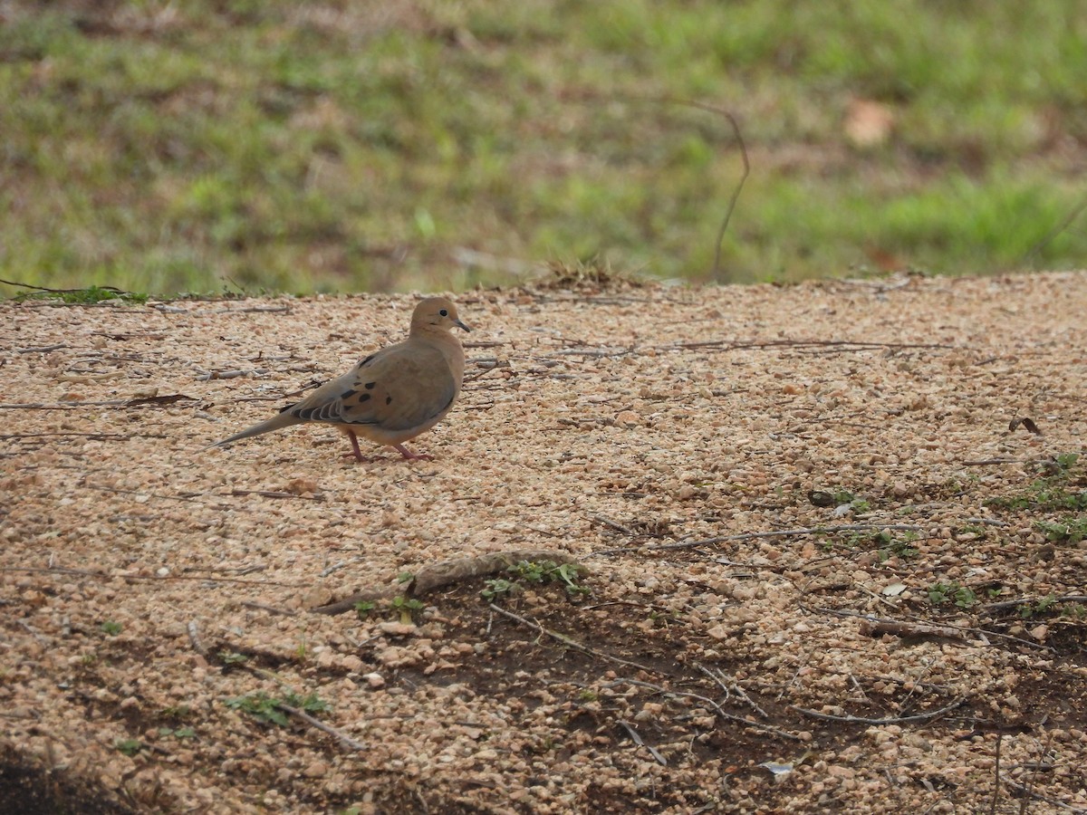 Mourning Dove - ML646407340