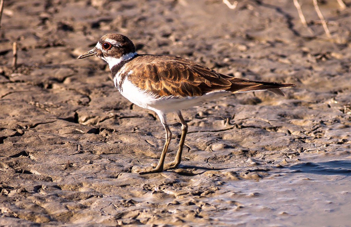 Çayır Cılıbıtı - ML646407342