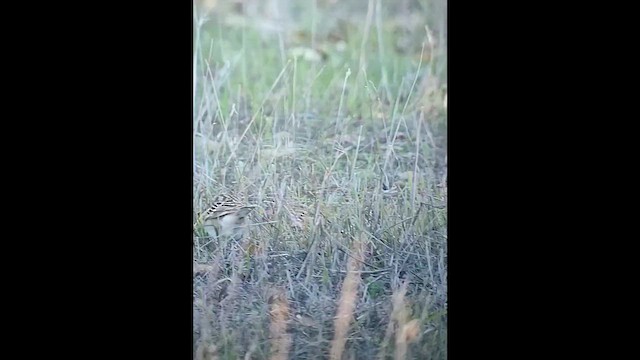 strnádka travní - ML646407347