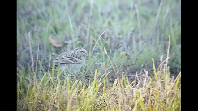 strnádka travní - ML646407349