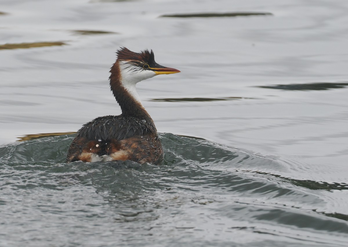 Titikaka Batağanı - ML646407350