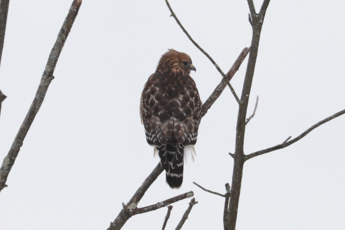 Red-shouldered Hawk - ML646407355
