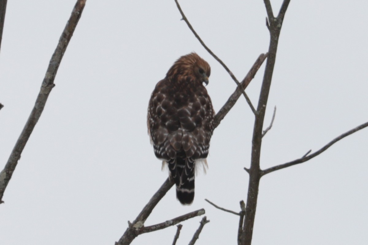 Red-shouldered Hawk - ML646407356