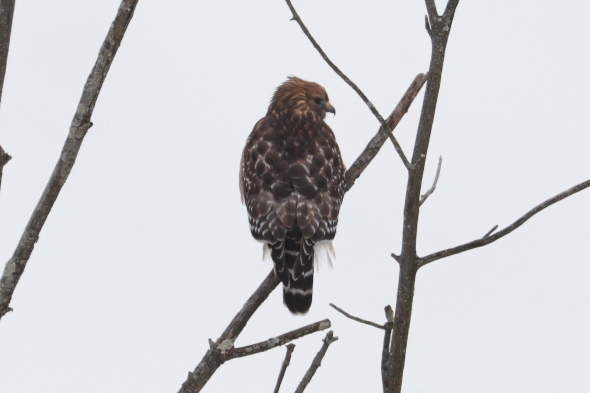 Red-shouldered Hawk - ML646407357