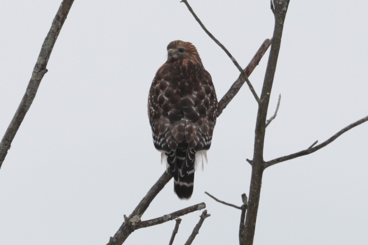 Red-shouldered Hawk - ML646407358