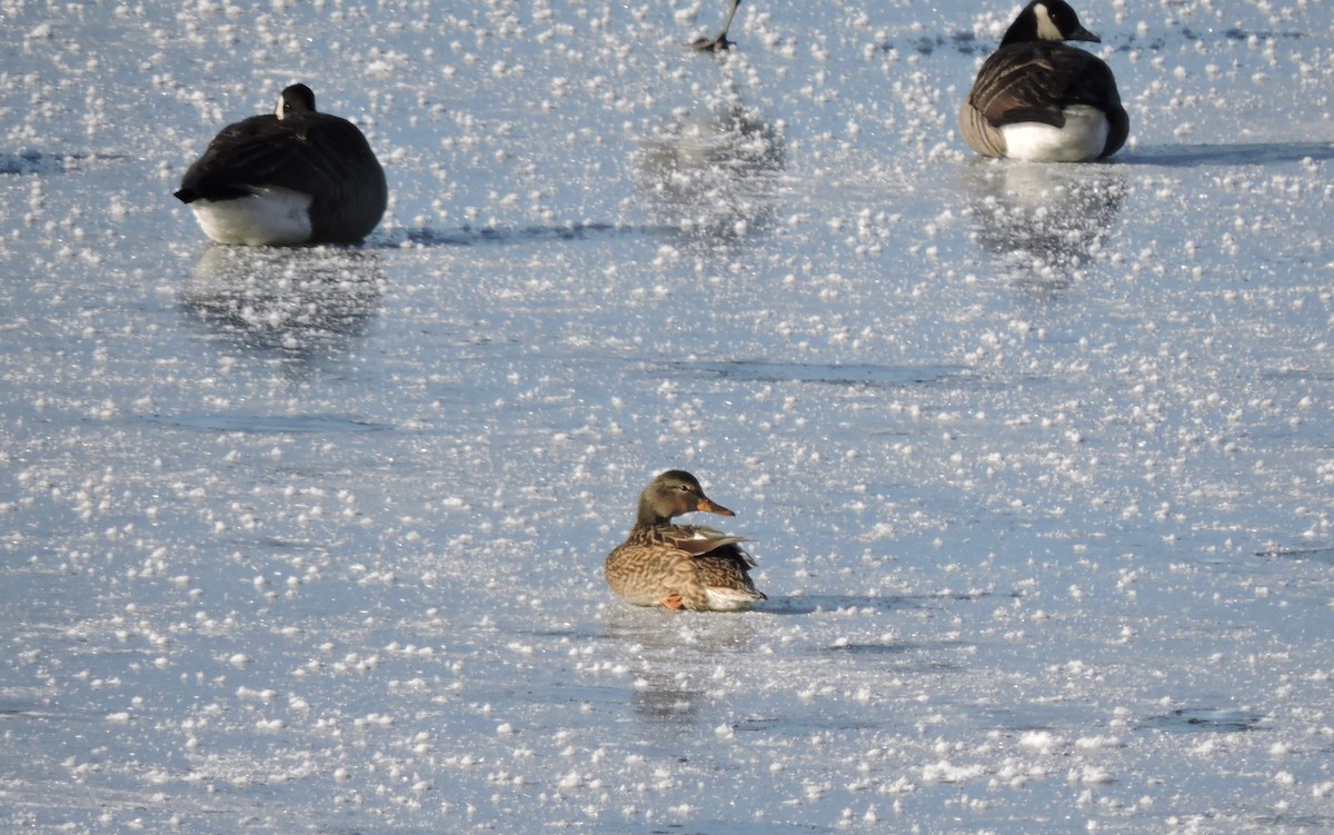 Mallard - ML646407359